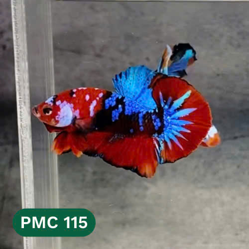 Multicolor Plakat Male Betta Fish |Show Grade|  You Pick Fish