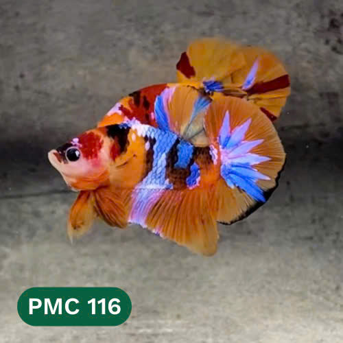 Multicolor Plakat Male Betta Fish |Show Grade|  You Pick Fish