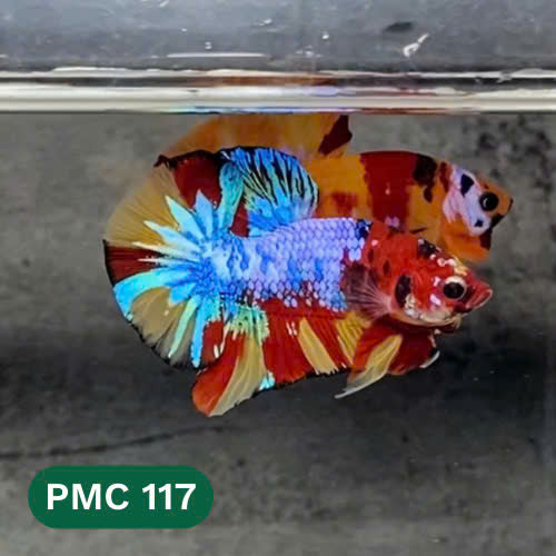 Multicolor Plakat Male Betta Fish |Show Grade|  You Pick Fish