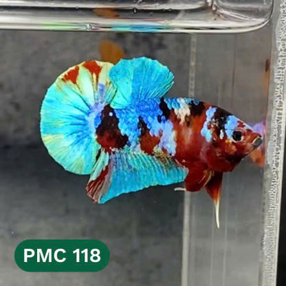 Multicolor Plakat Male Betta Fish |Show Grade|  You Pick Fish