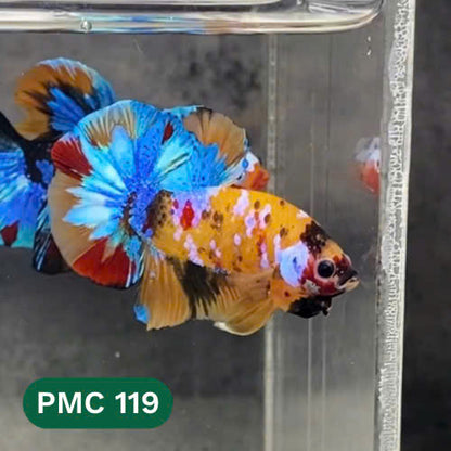 Multicolor Plakat Male Betta Fish |Show Grade|  You Pick Fish