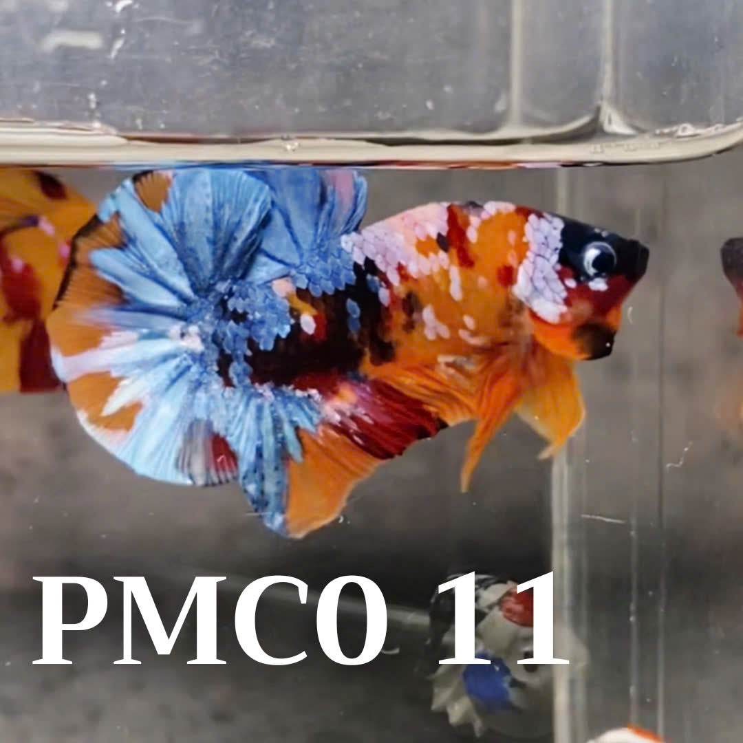 Multicolor Plakat Male Betta Fish |Show Grade|  You Pick Fish