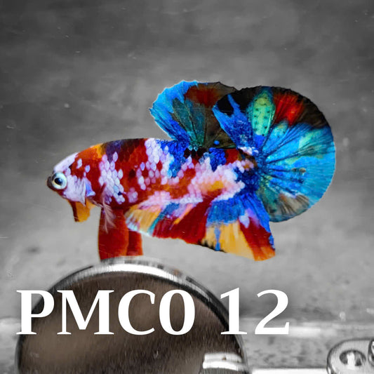 Multicolor Plakat Male Betta Fish