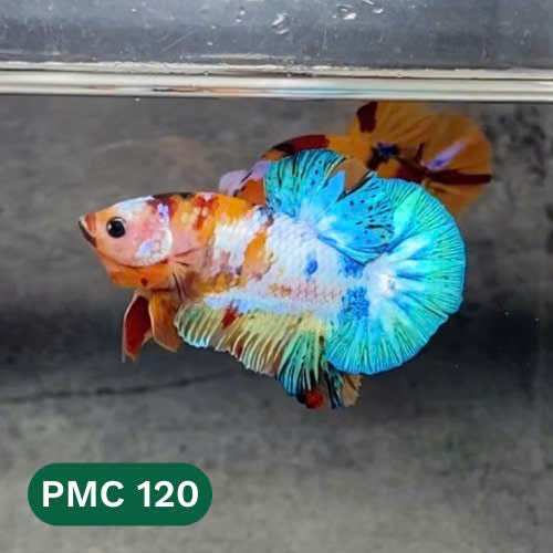 Multicolor Plakat Male Betta Fish |Show Grade|  You Pick Fish