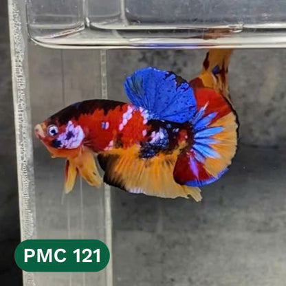 Multicolor Plakat Male Betta Fish |Show Grade|  You Pick Fish