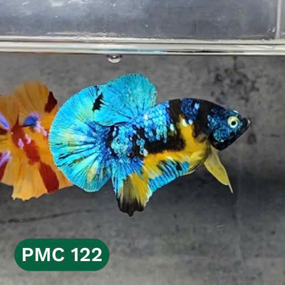 Multicolor Plakat Male Betta Fish |Show Grade|  You Pick Fish