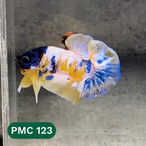 Multicolor Plakat Male Betta Fish |Show Grade|  You Pick Fish