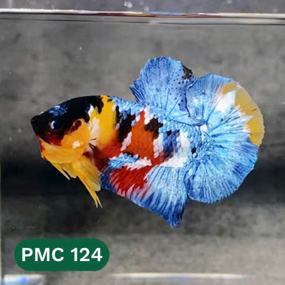 Multicolor Plakat Male Betta Fish |Show Grade|  You Pick Fish