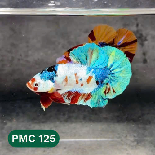 Multicolor Plakat Male Betta Fish |Show Grade|  You Pick Fish