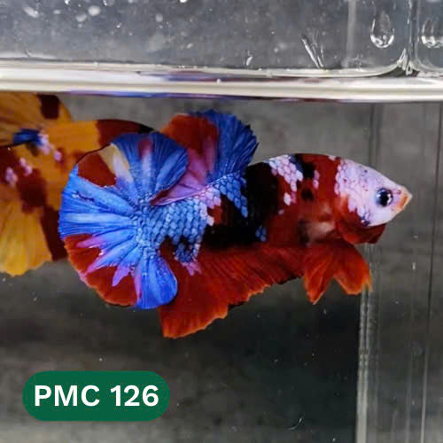 Multicolor Plakat Male Betta Fish |Show Grade|  You Pick Fish