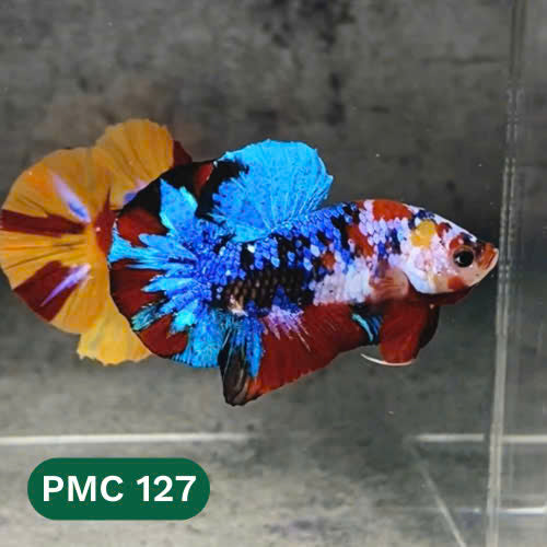 Multicolor Plakat Male Betta Fish |Show Grade|  You Pick Fish