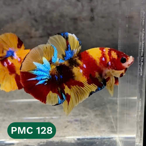 Multicolor Plakat Male Betta Fish |Show Grade|  You Pick Fish