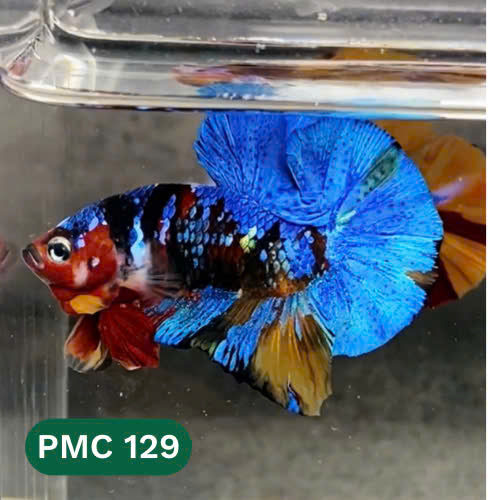 Multicolor Plakat Male Betta Fish |Show Grade|  You Pick Fish