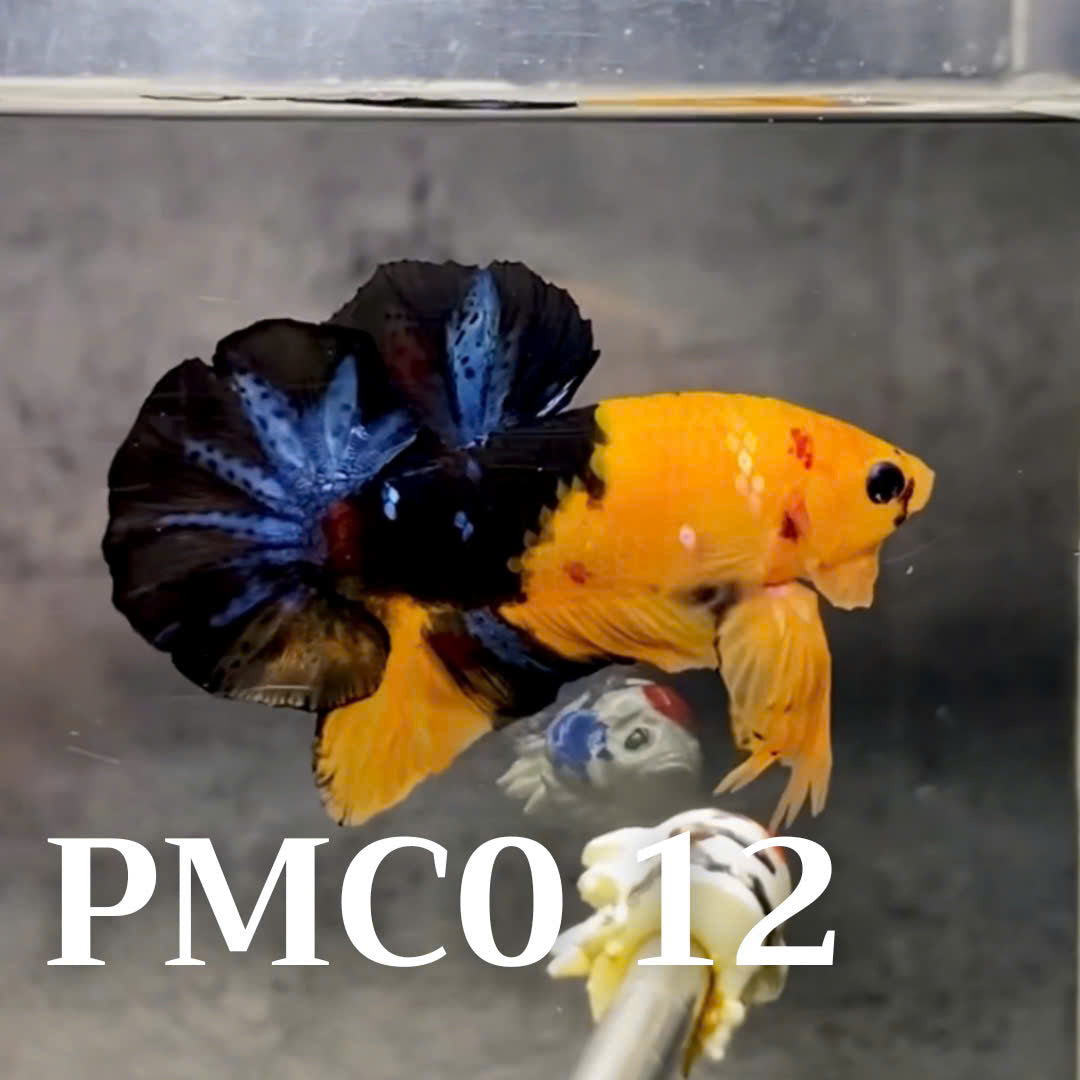 Multicolor Plakat Male Betta Fish |Show Grade|  You Pick Fish