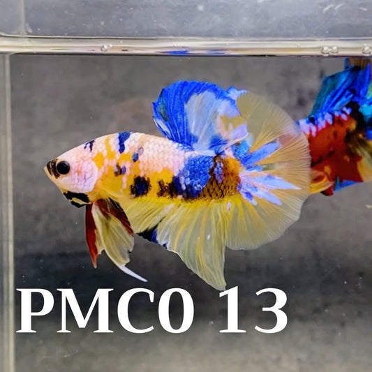 Multicolor Plakat Male Betta Fish