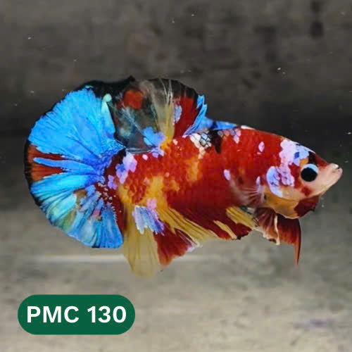 Multicolor Plakat Male Betta Fish |Show Grade|  You Pick Fish