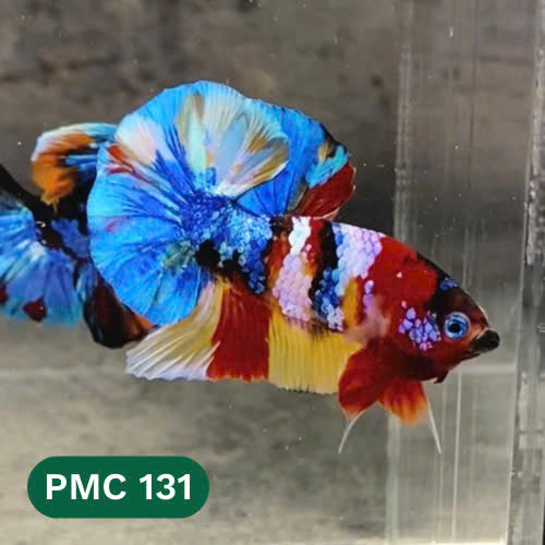 Multicolor Plakat Male Betta Fish |Show Grade|  You Pick Fish