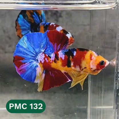 Multicolor Plakat Male Betta Fish |Show Grade|  You Pick Fish