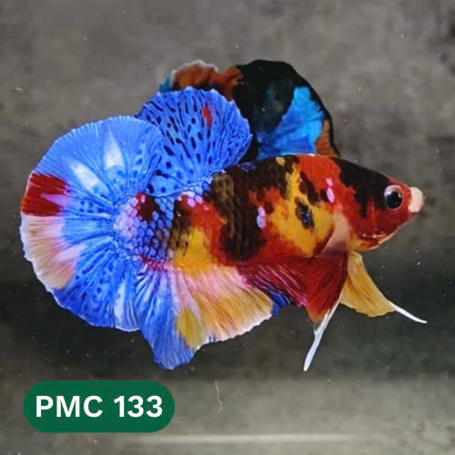 Multicolor Plakat Male Betta Fish |Show Grade|  You Pick Fish