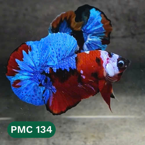 Multicolor Plakat Male Betta Fish |Show Grade|  You Pick Fish