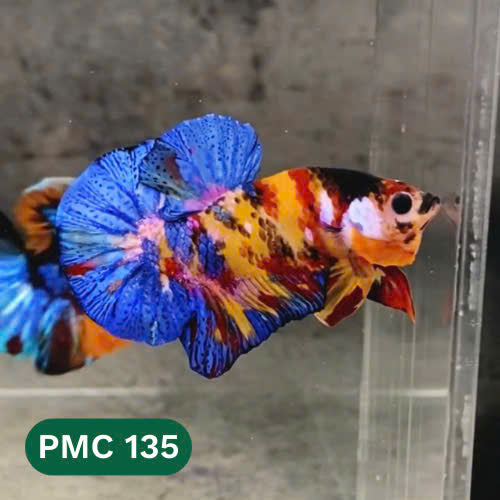 Multicolor Plakat Male Betta Fish |Show Grade|  You Pick Fish