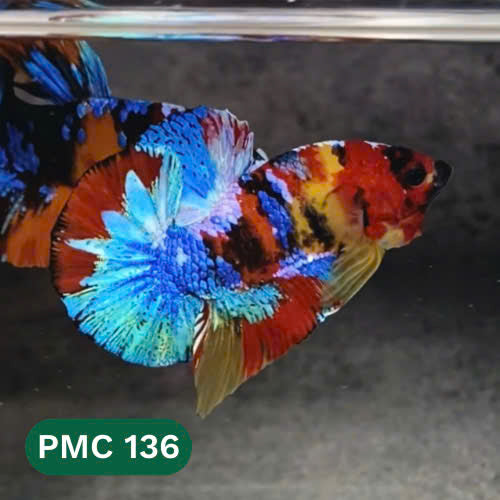 Multicolor Plakat Male Betta Fish |Show Grade|  You Pick Fish