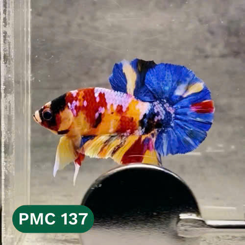 Multicolor Plakat Male Betta Fish |Show Grade|  You Pick Fish