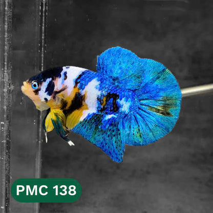 Multicolor Plakat Male Betta Fish |Show Grade|  You Pick Fish