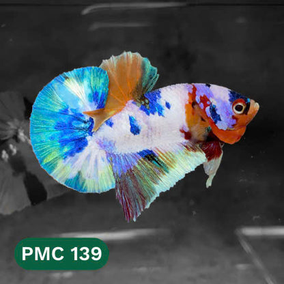 Multicolor Plakat Male Betta Fish |Show Grade|  You Pick Fish