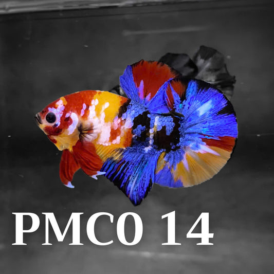 Multicolor Plakat Male Betta Fish