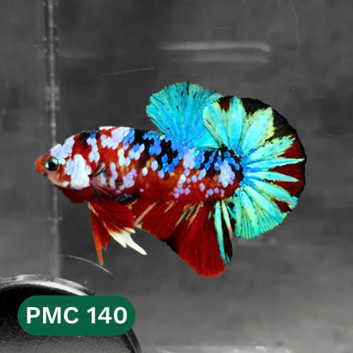 Multicolor Plakat Male Betta Fish |Show Grade|  You Pick Fish