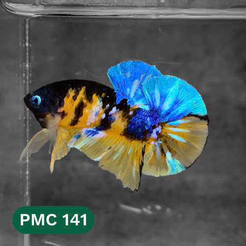 Multicolor Plakat Male Betta Fish |Show Grade|  You Pick Fish