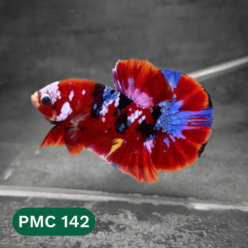 Multicolor Plakat Male Betta Fish |Show Grade|  You Pick Fish