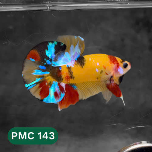 Multicolor Plakat Male Betta Fish |Show Grade|  You Pick Fish