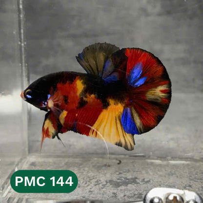 Multicolor Plakat Male Betta Fish |Show Grade|  You Pick Fish