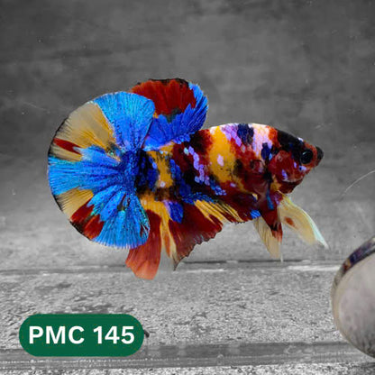 Multicolor Plakat Male Betta Fish |Show Grade|  You Pick Fish