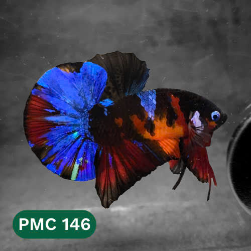 Multicolor Plakat Male Betta Fish |Show Grade|  You Pick Fish