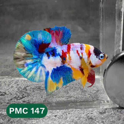 Multicolor Plakat Male Betta Fish |Show Grade|  You Pick Fish