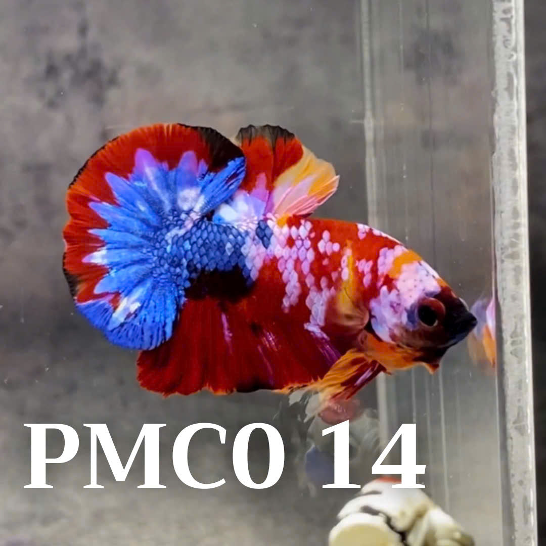 Multicolor Plakat Male Betta Fish |Show Grade|  You Pick Fish