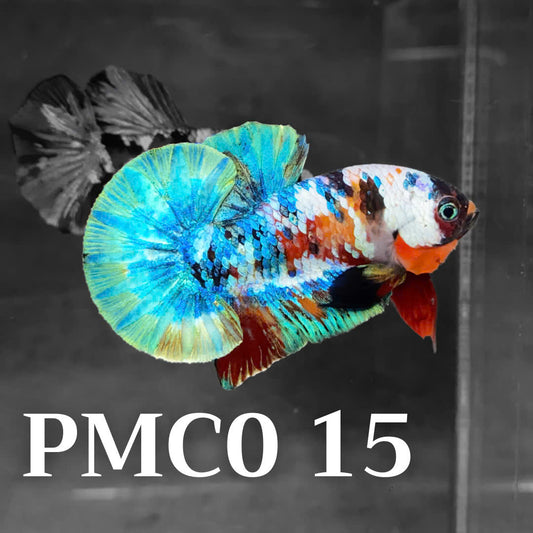 Multicolor Plakat Male Betta Fish