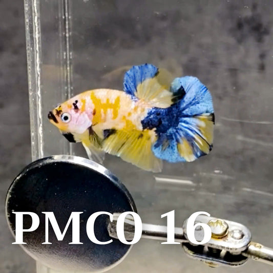 Multicolor Plakat Male Betta Fish