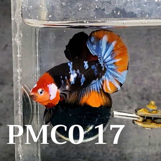 Multicolor Plakat Male Betta Fish |Show Grade|  You Pick Fish