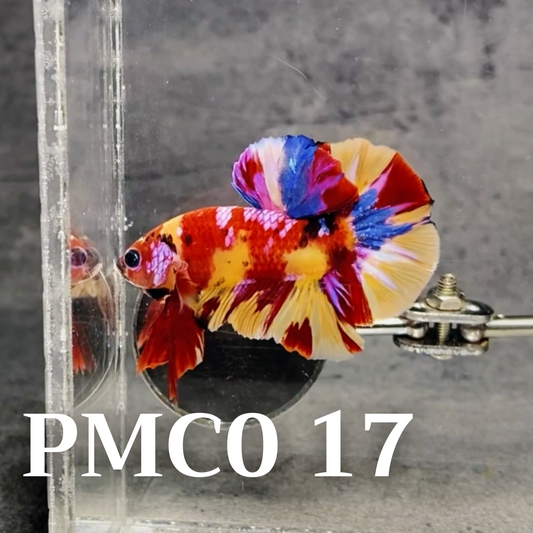 Multicolor Plakat Male Betta Fish