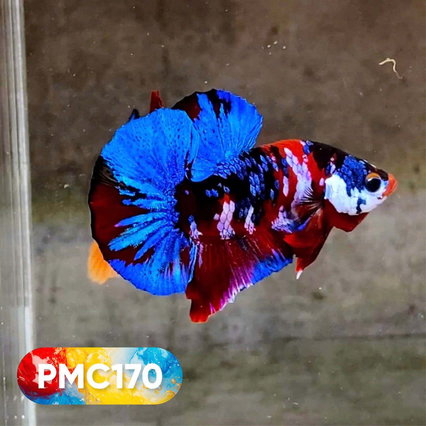 Multicolor Plakat Male Betta Fish |Show Grade|  You Pick Fish