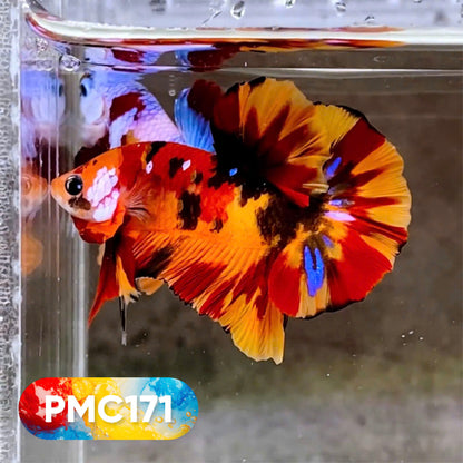 Multicolor Plakat Male Betta Fish |Show Grade|  You Pick Fish