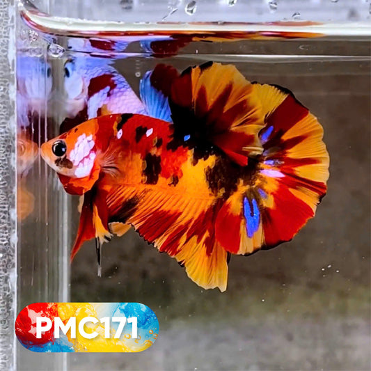 Multicolor Plakat Male Betta Fish |Show Grade|  You Pick Fish