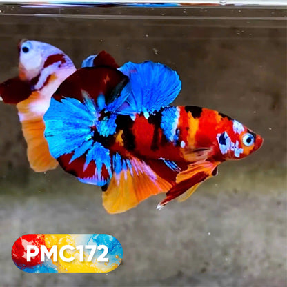 Multicolor Plakat Male Betta Fish |Show Grade|  You Pick Fish