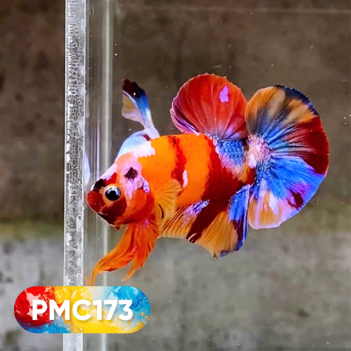 Multicolor Plakat Male Betta Fish |Show Grade|  You Pick Fish
