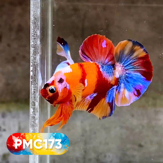 Multicolor Plakat Male Betta Fish |Show Grade|  You Pick Fish