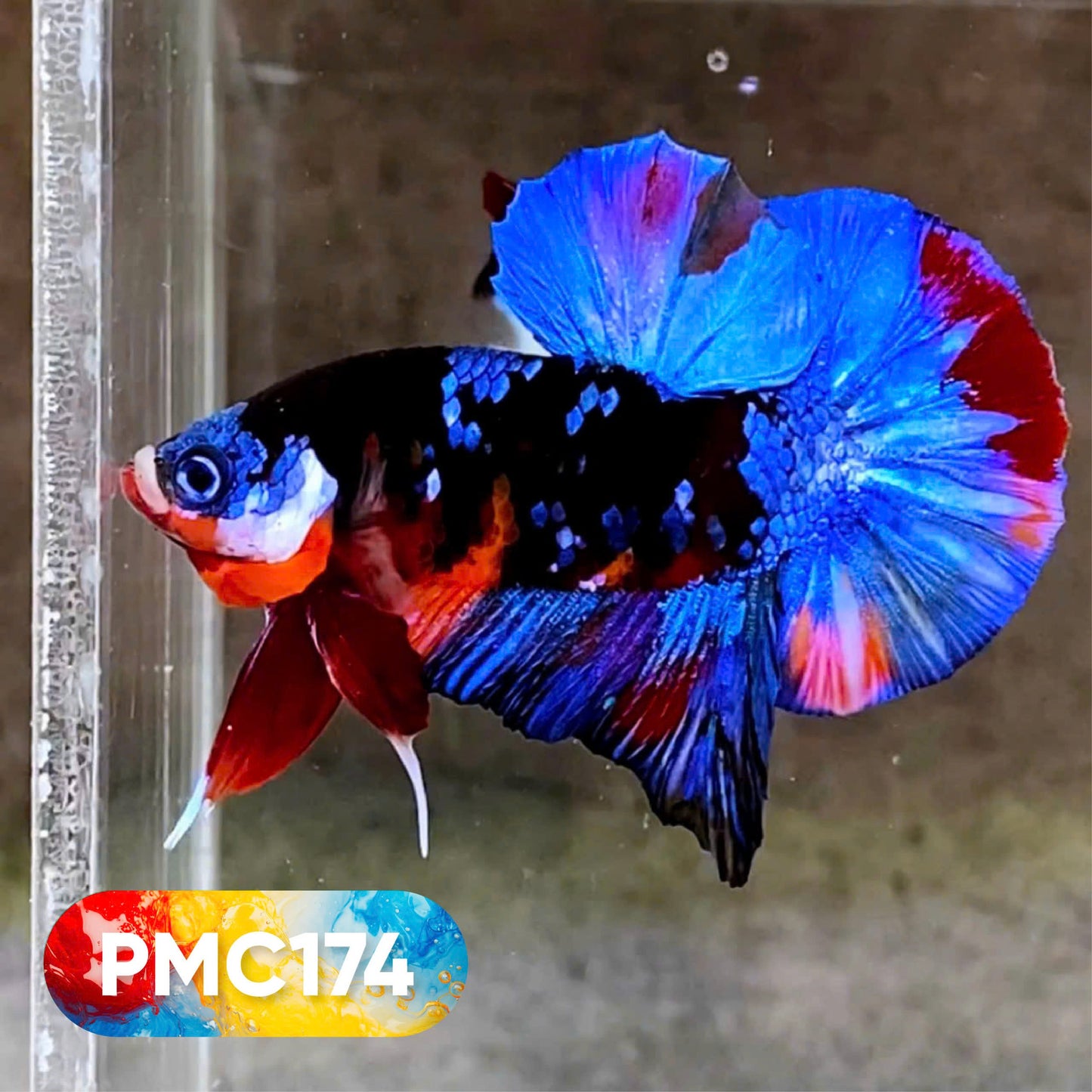 Multicolor Plakat Male Betta Fish |Show Grade|  You Pick Fish